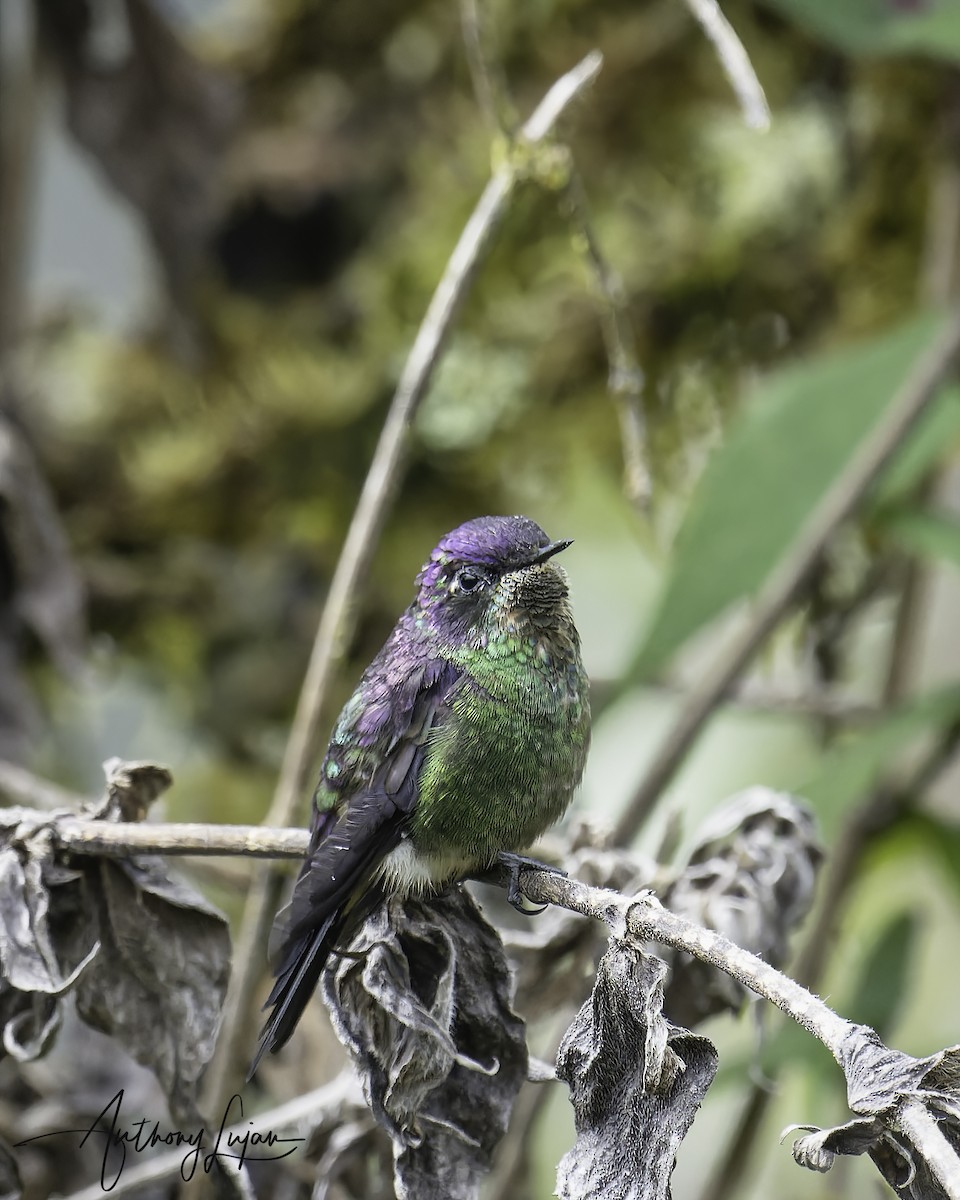 Purple-backed Thornbill - ML569554501