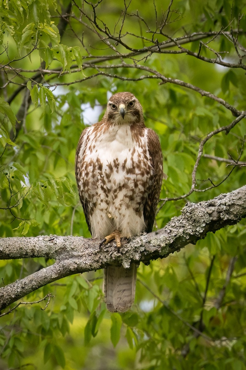Red-tailed Hawk - ML569554971