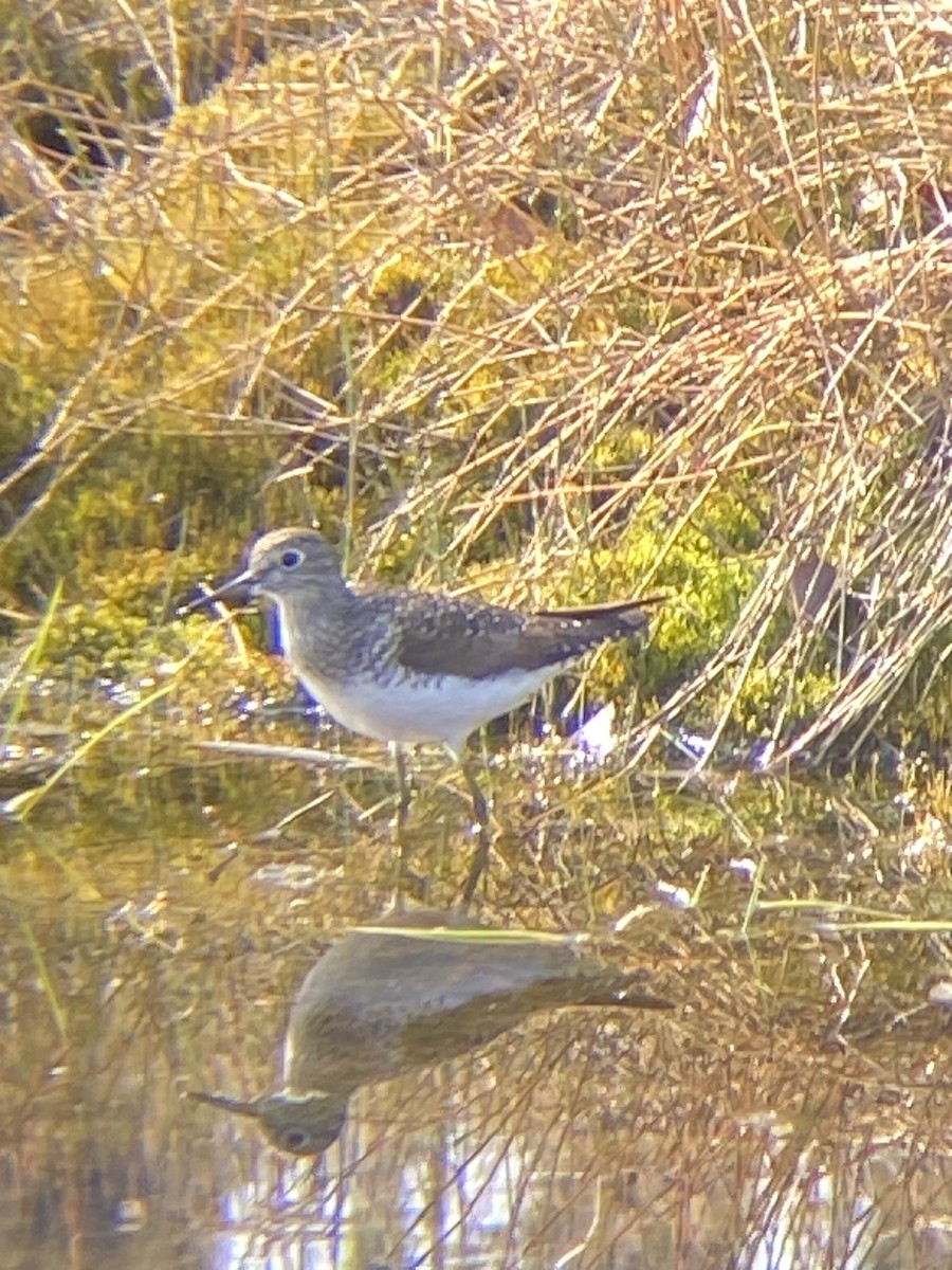 Solitary Sandpiper - ML569554991