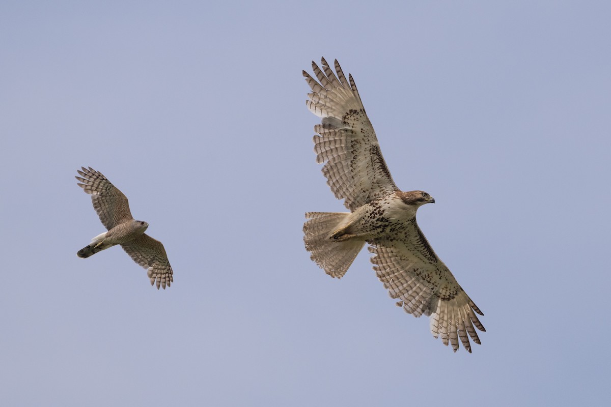 Red-tailed Hawk - ML569555081