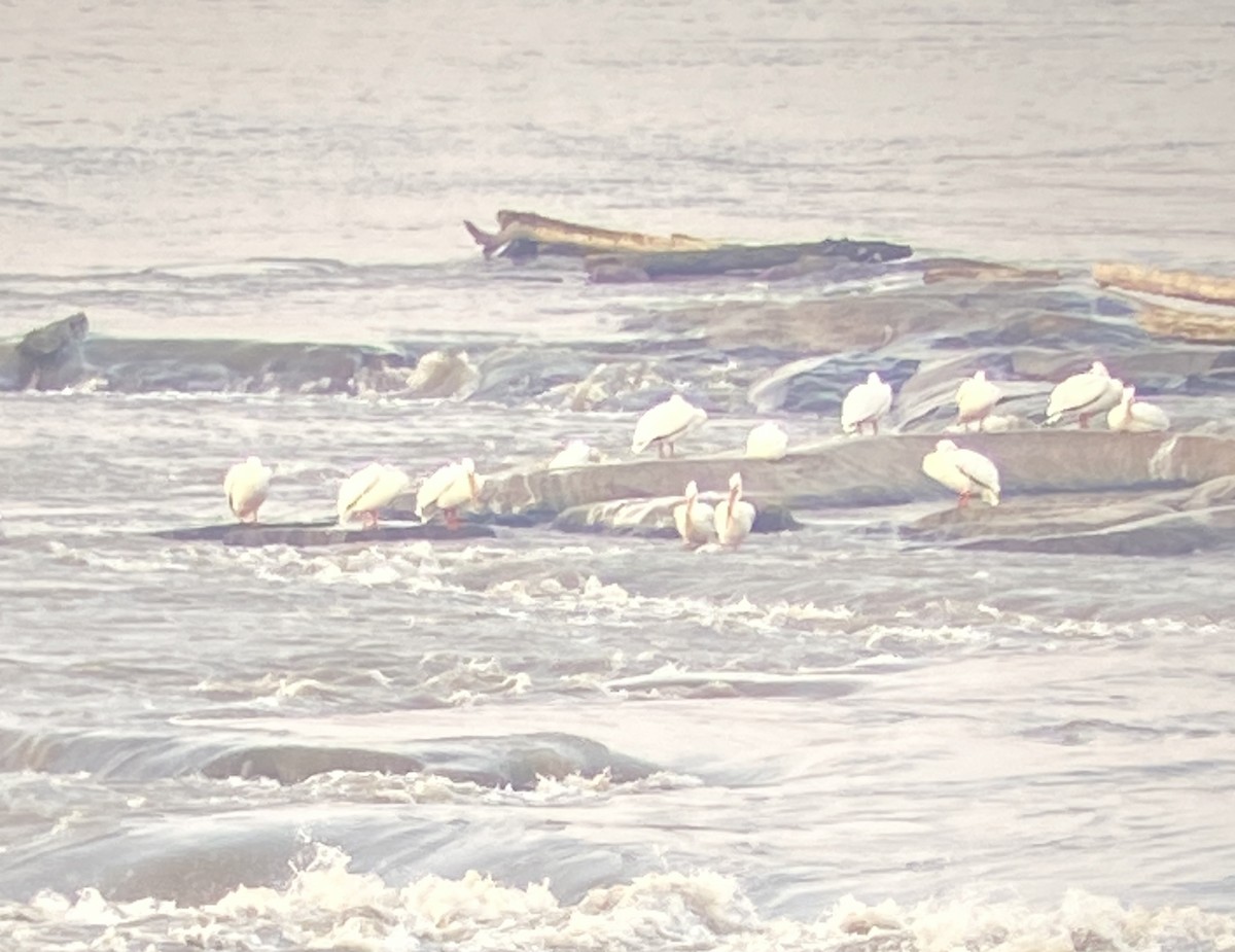 American White Pelican - ML569555851