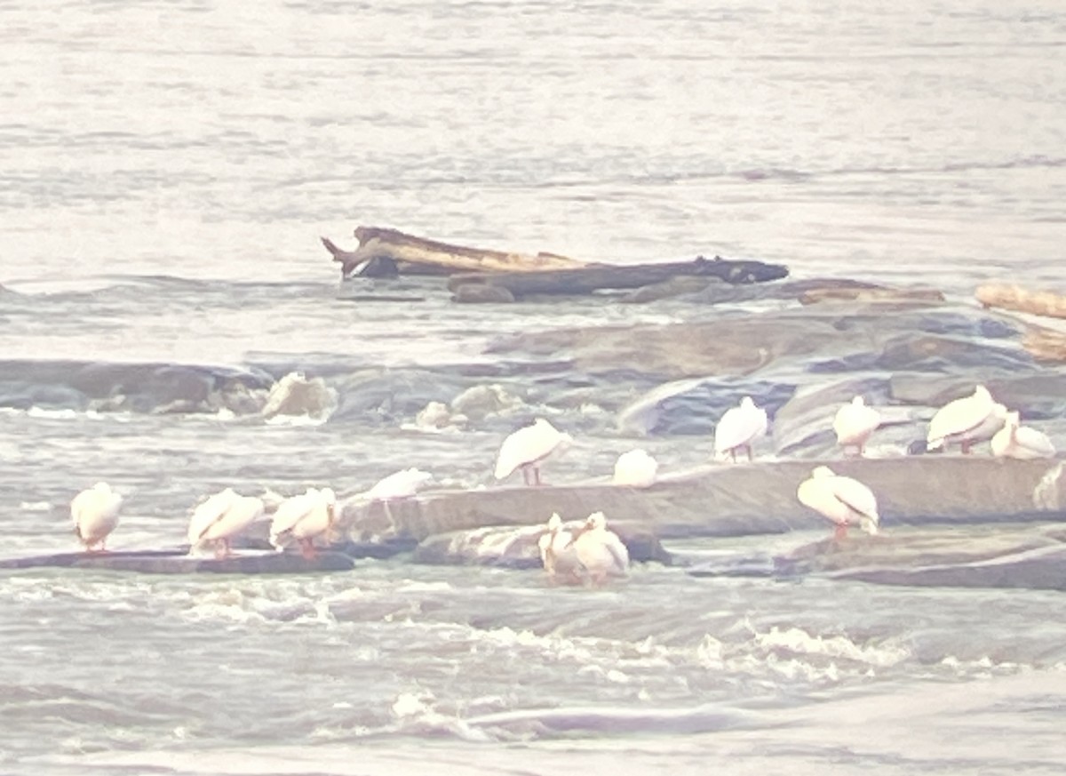 American White Pelican - ML569555861