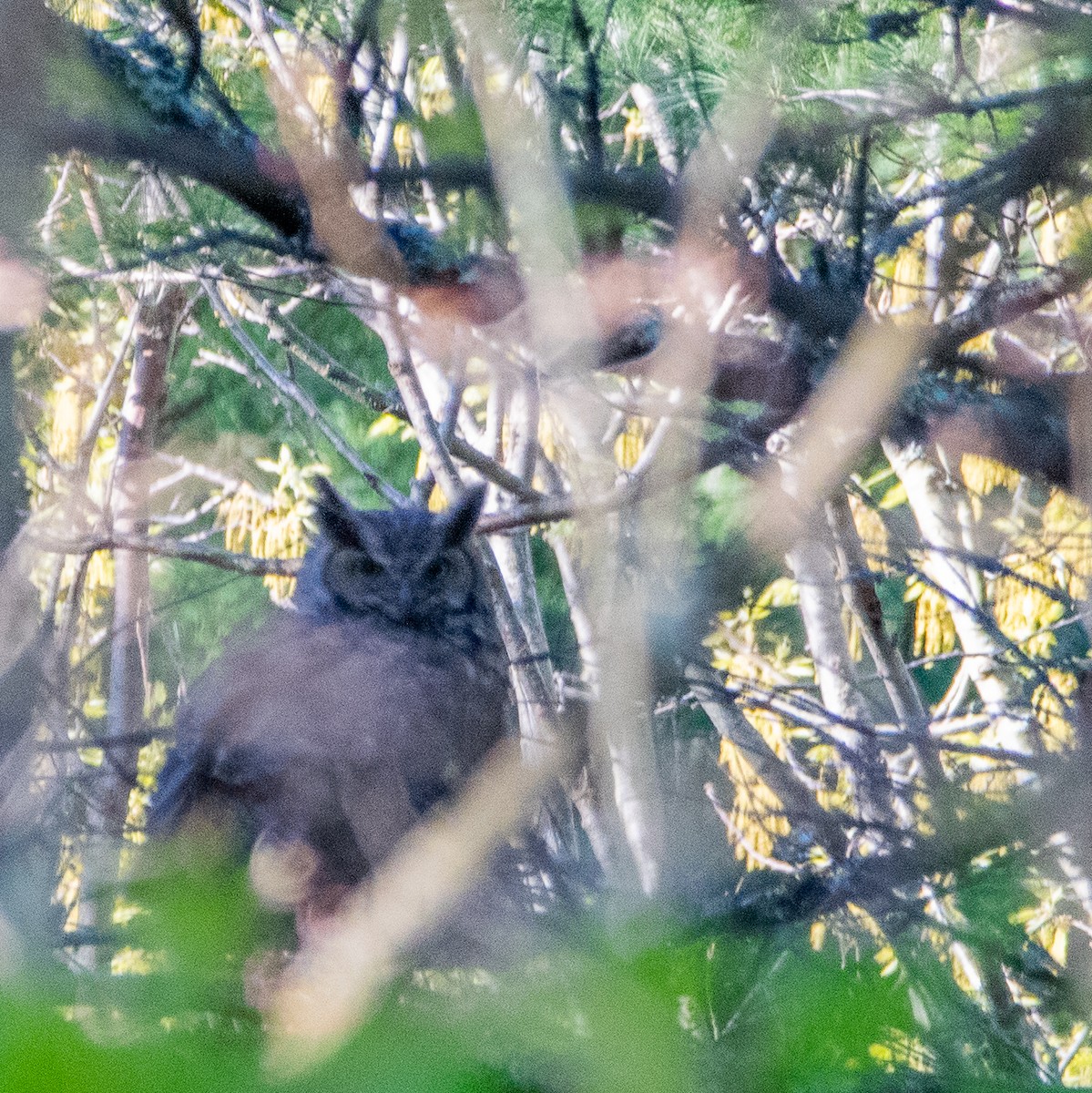 Great Horned Owl - ML569556391