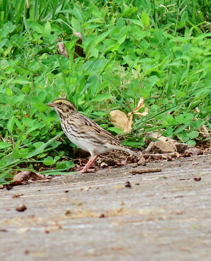 Savannah Sparrow - ML569557621