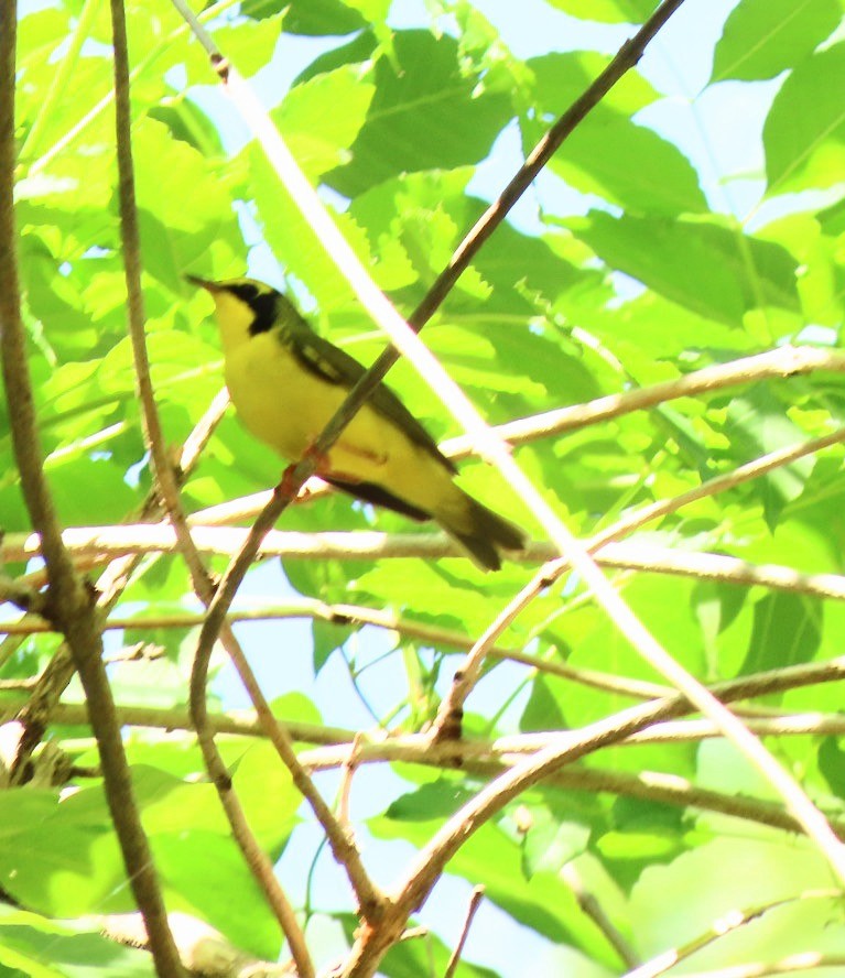 Kentucky Warbler - ML569557891