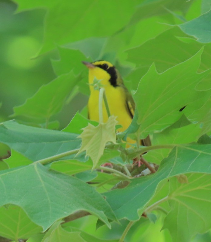 Kentucky Warbler - ML569557901