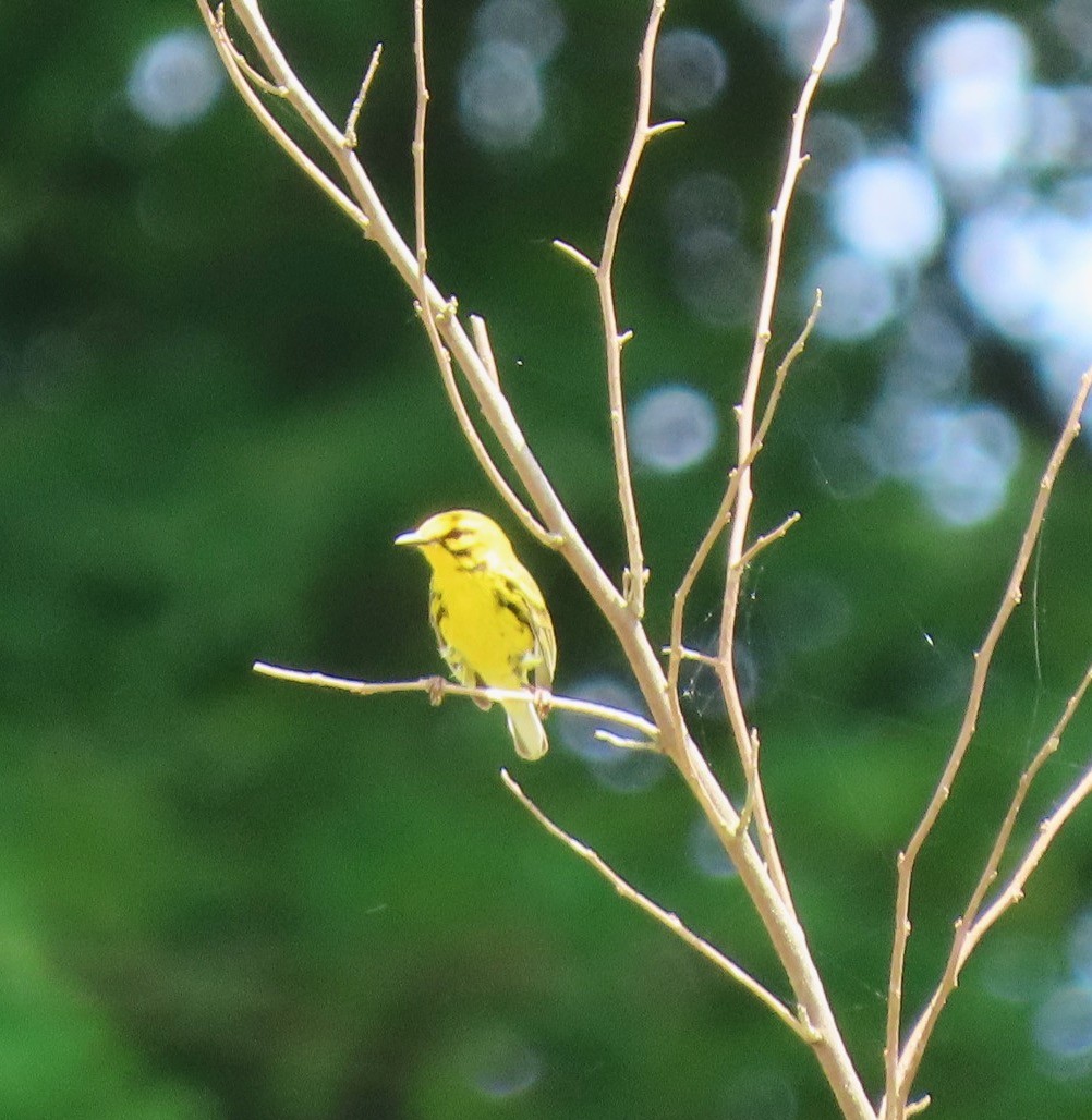 Prairie Warbler - ML569558131