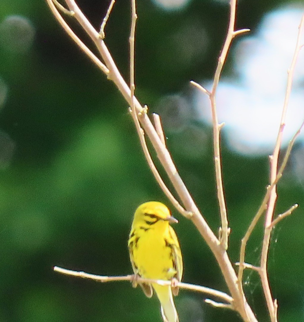 Prairie Warbler - ML569558141