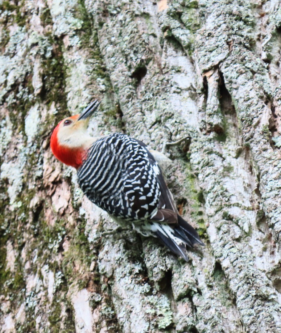 Red-bellied Woodpecker - ML569558381