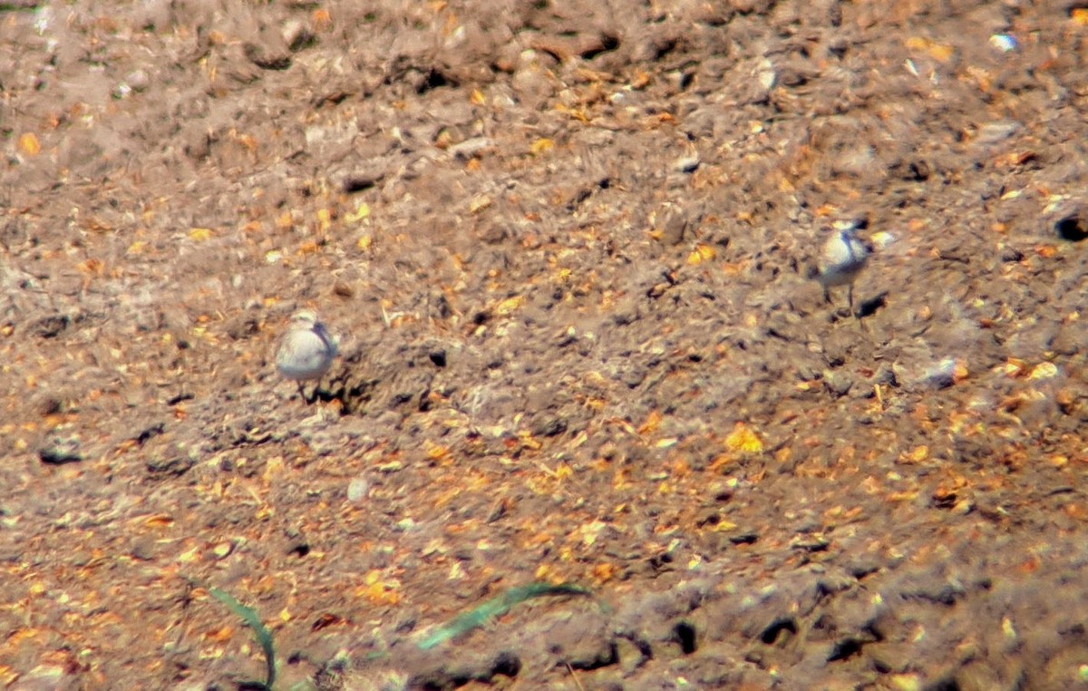 White-rumped Sandpiper - ML569559581