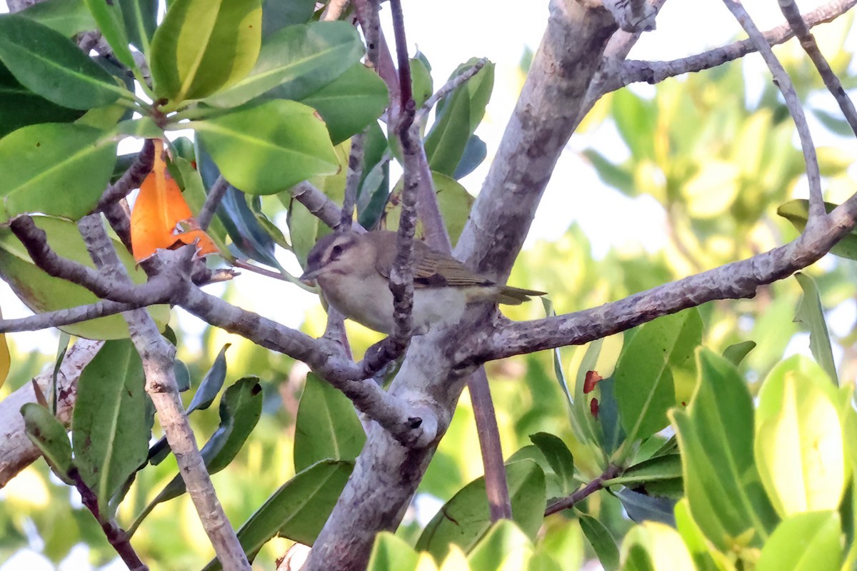 Black-whiskered Vireo - ML569561211
