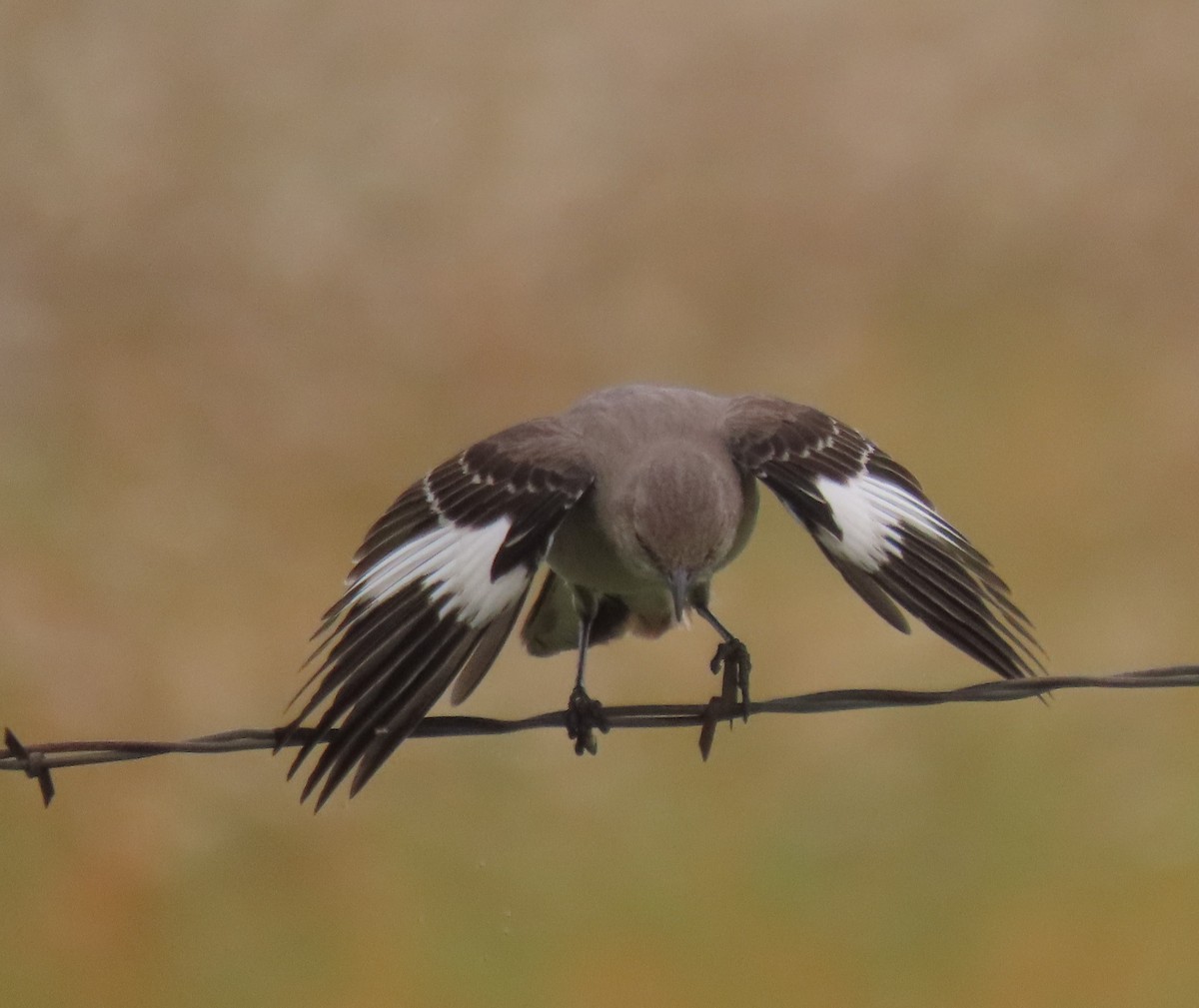 Northern Mockingbird - Bill Wright_cc