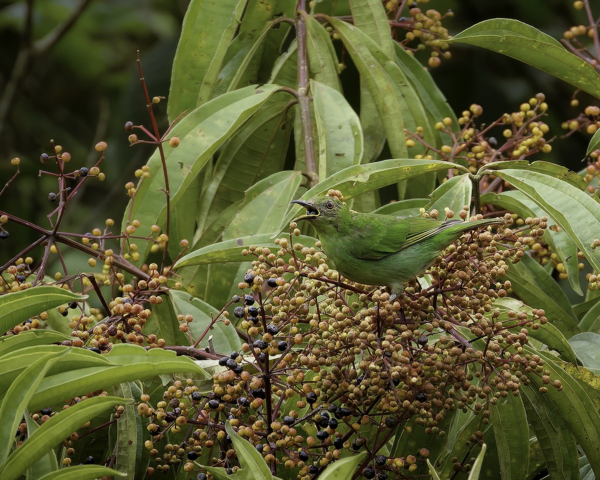 Green Honeycreeper - ML569561541