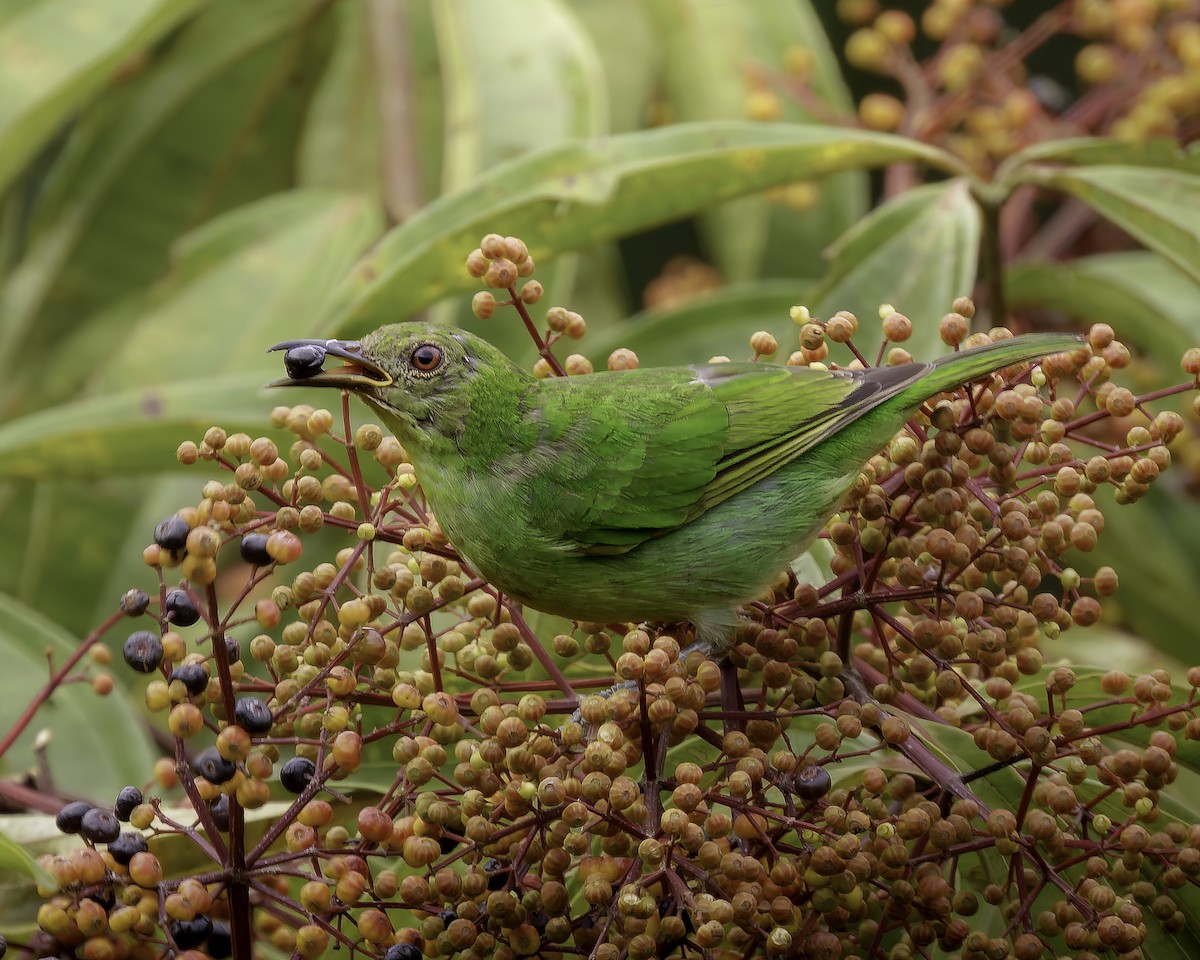 Green Honeycreeper - ML569561551