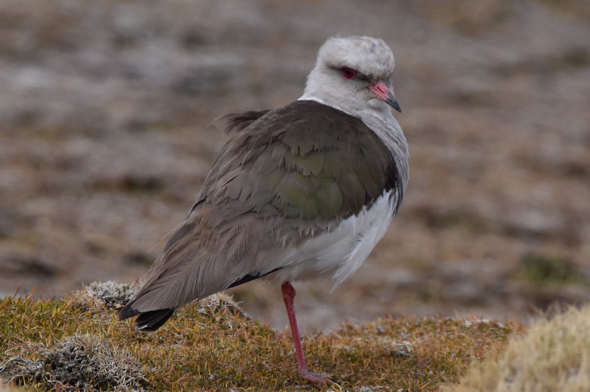 Andean Lapwing - ML569562071