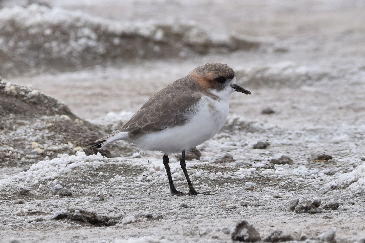 Puna Plover - ML569562321