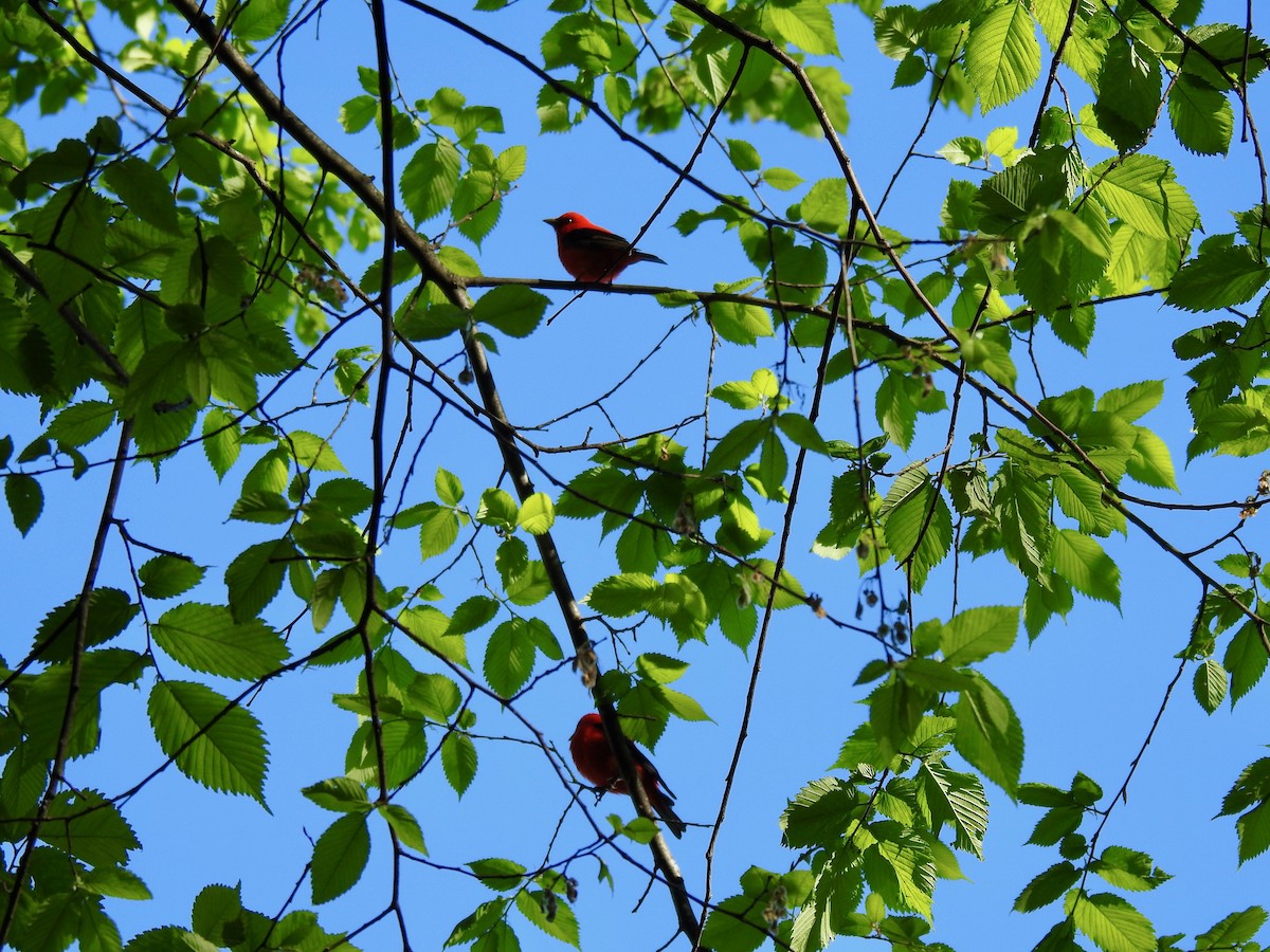 Scarlet Tanager - ML569562641