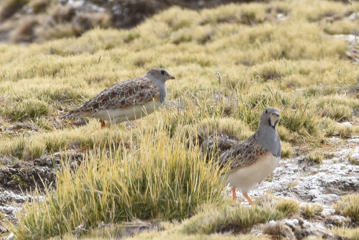 Gray-breasted Seedsnipe - ML569562911