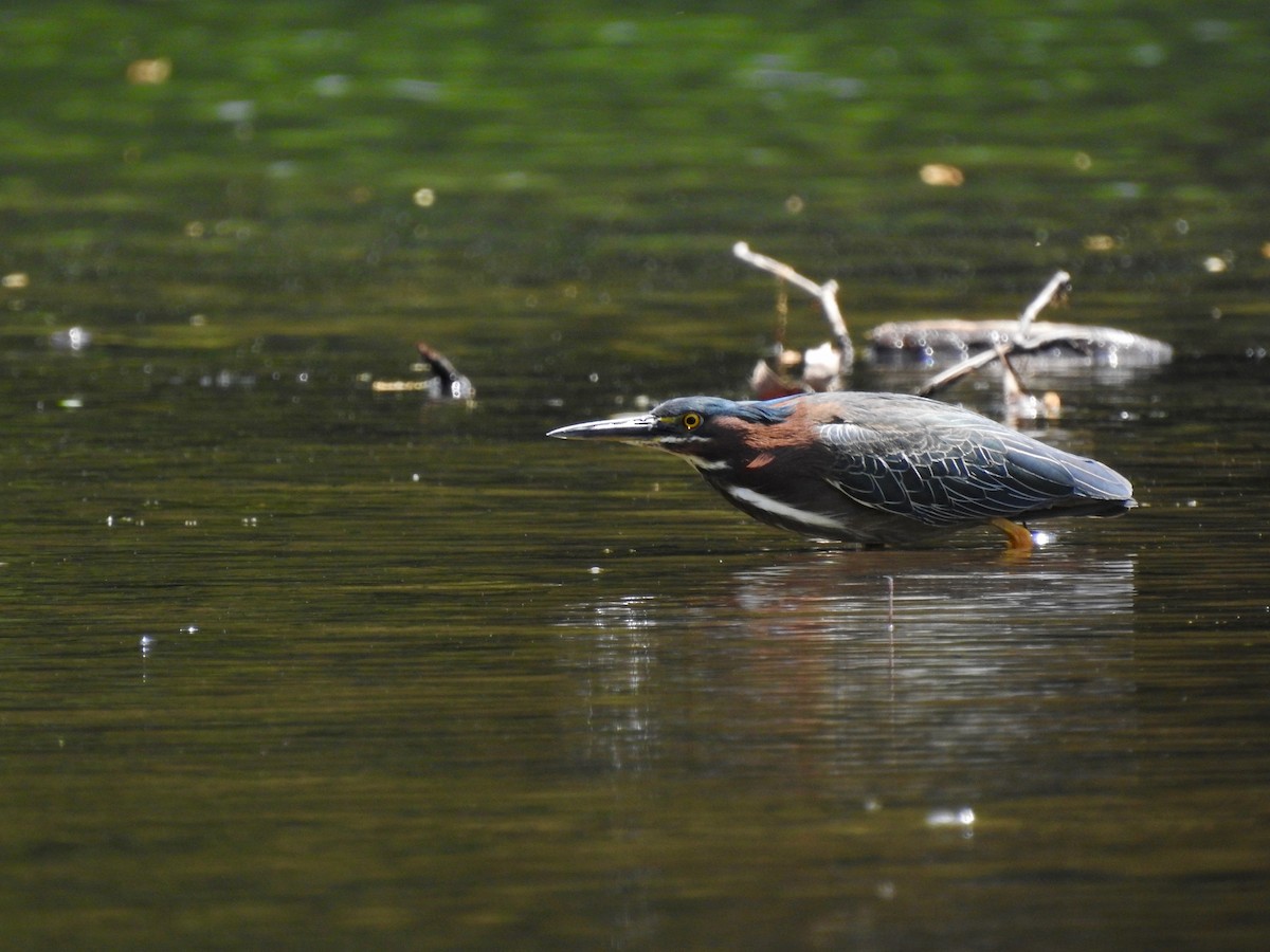 Garcilla Verde - ML569563181