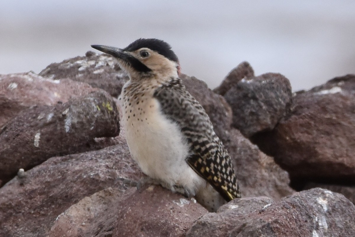 Andean Flicker - ML569563461