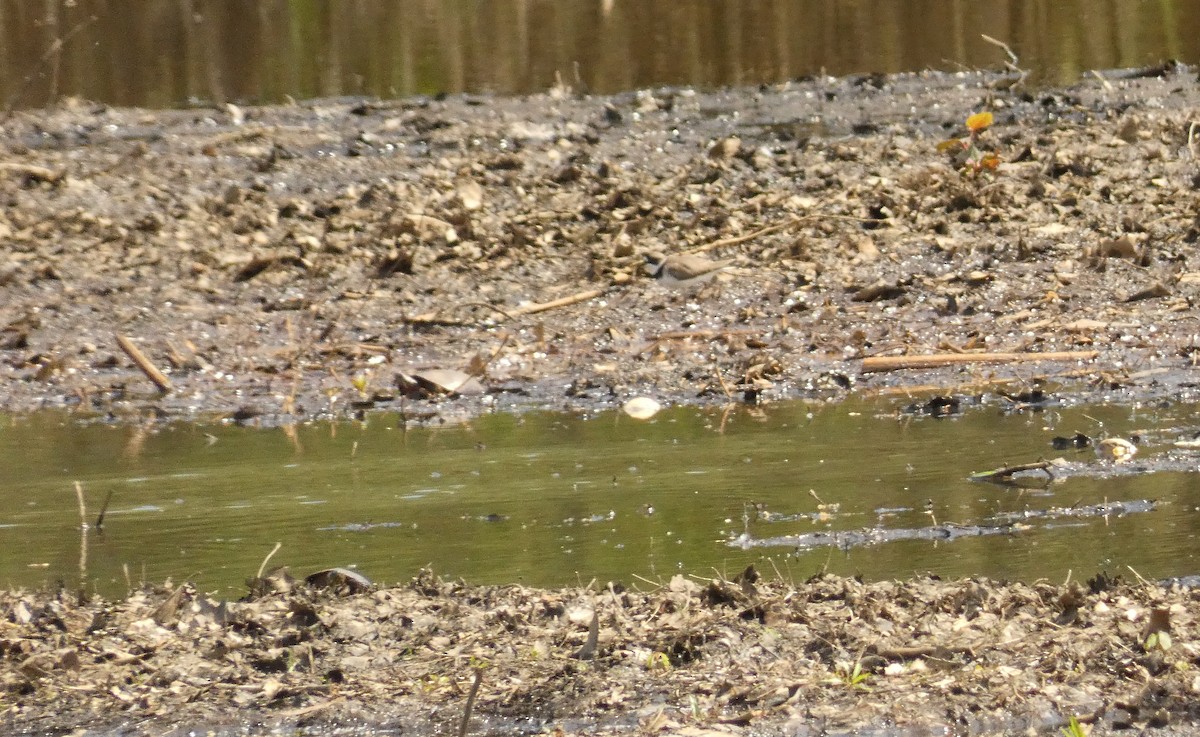 Semipalmated Plover - ML569563651