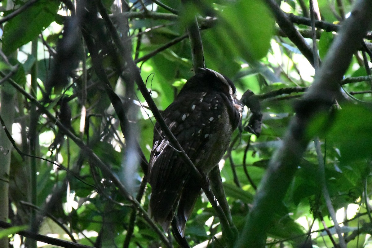 Crested Owl - ML569564011
