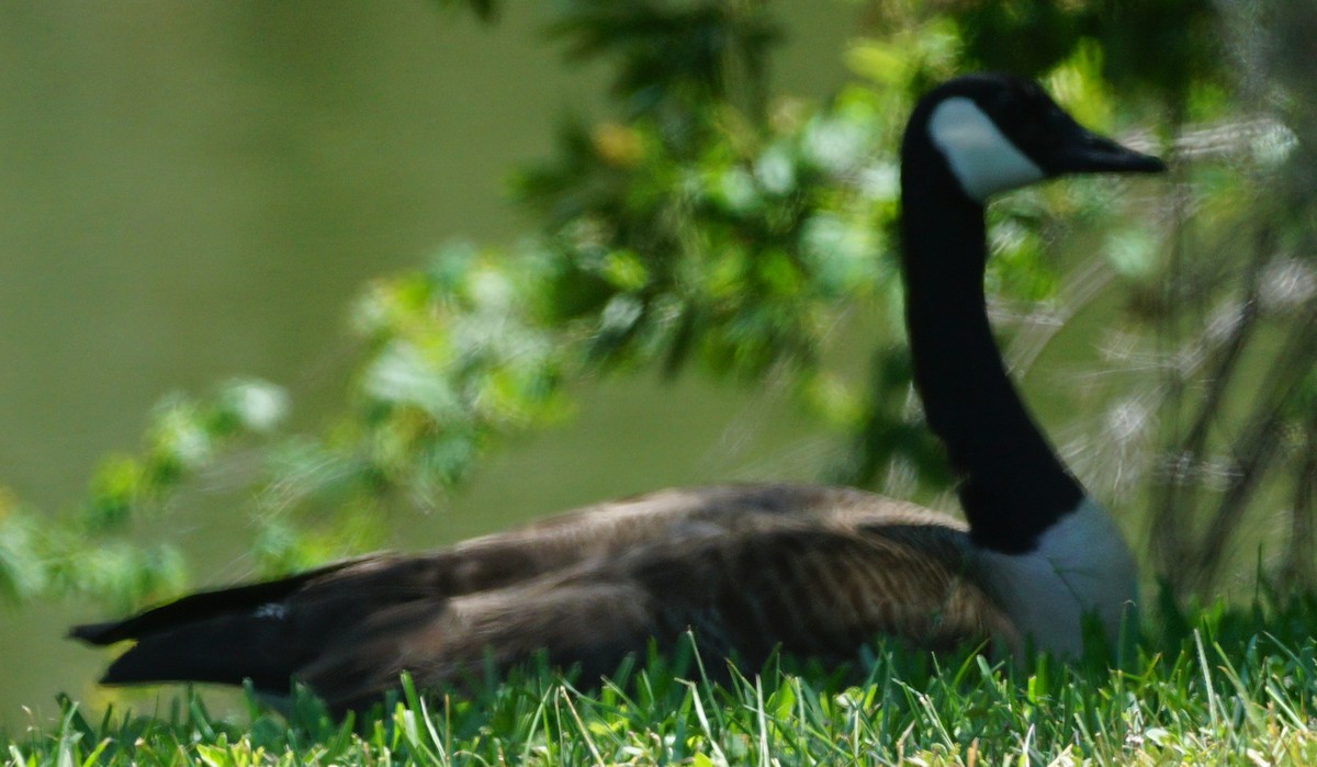 Canada Goose - ML569564781