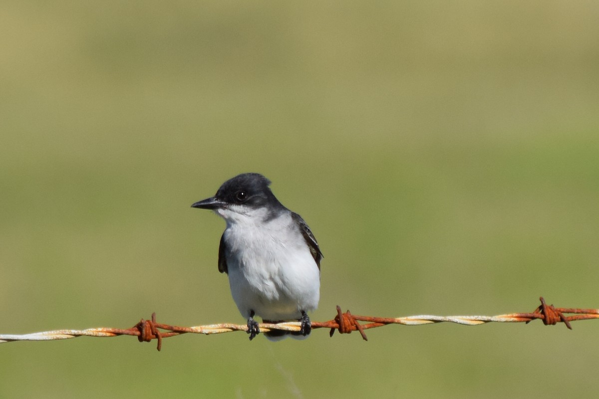 Eastern Kingbird - ML56956511