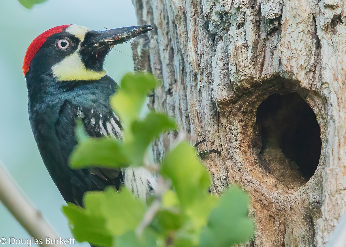 Acorn Woodpecker - Douglas Burkett