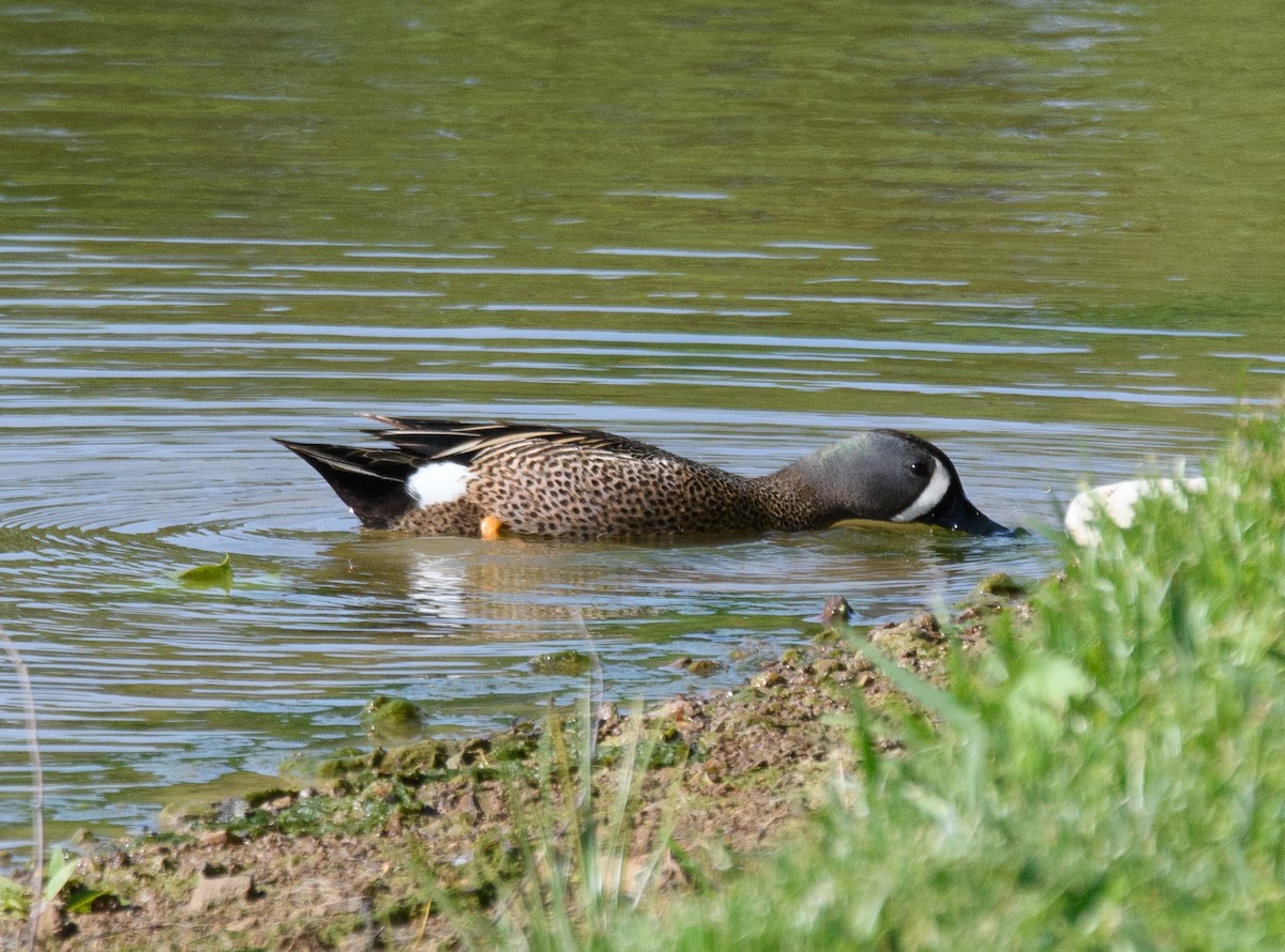 Blue-winged Teal - ML569565341