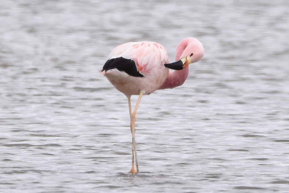 Andean Flamingo - Alejandro Arana