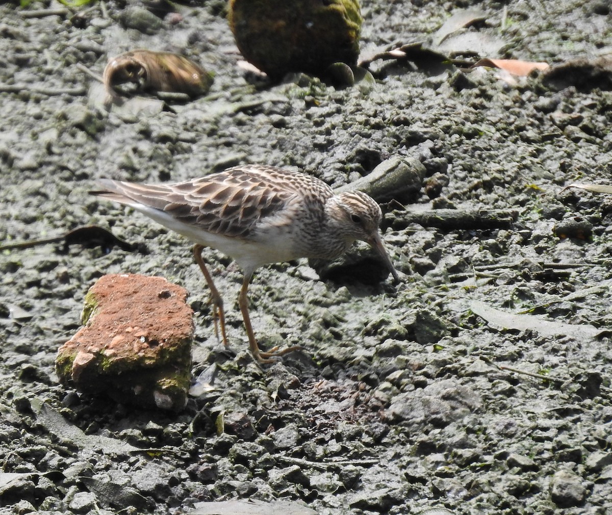 Pectoral Sandpiper - Erick Barbato