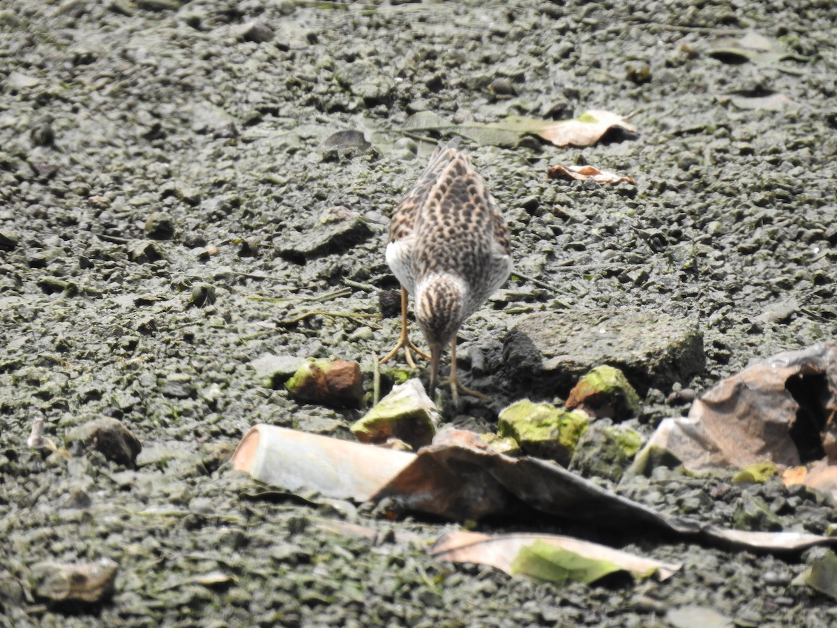 Pectoral Sandpiper - Erick Barbato