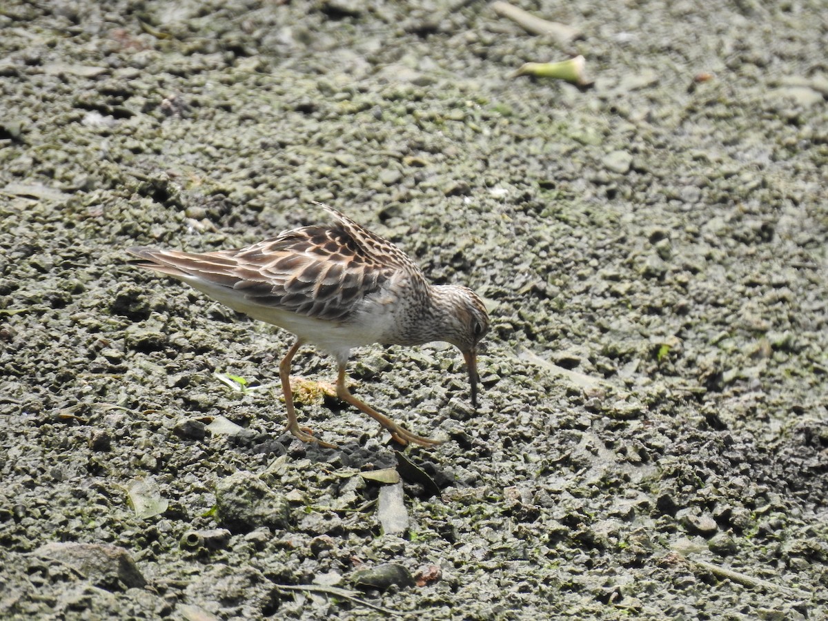 Pectoral Sandpiper - ML569566061