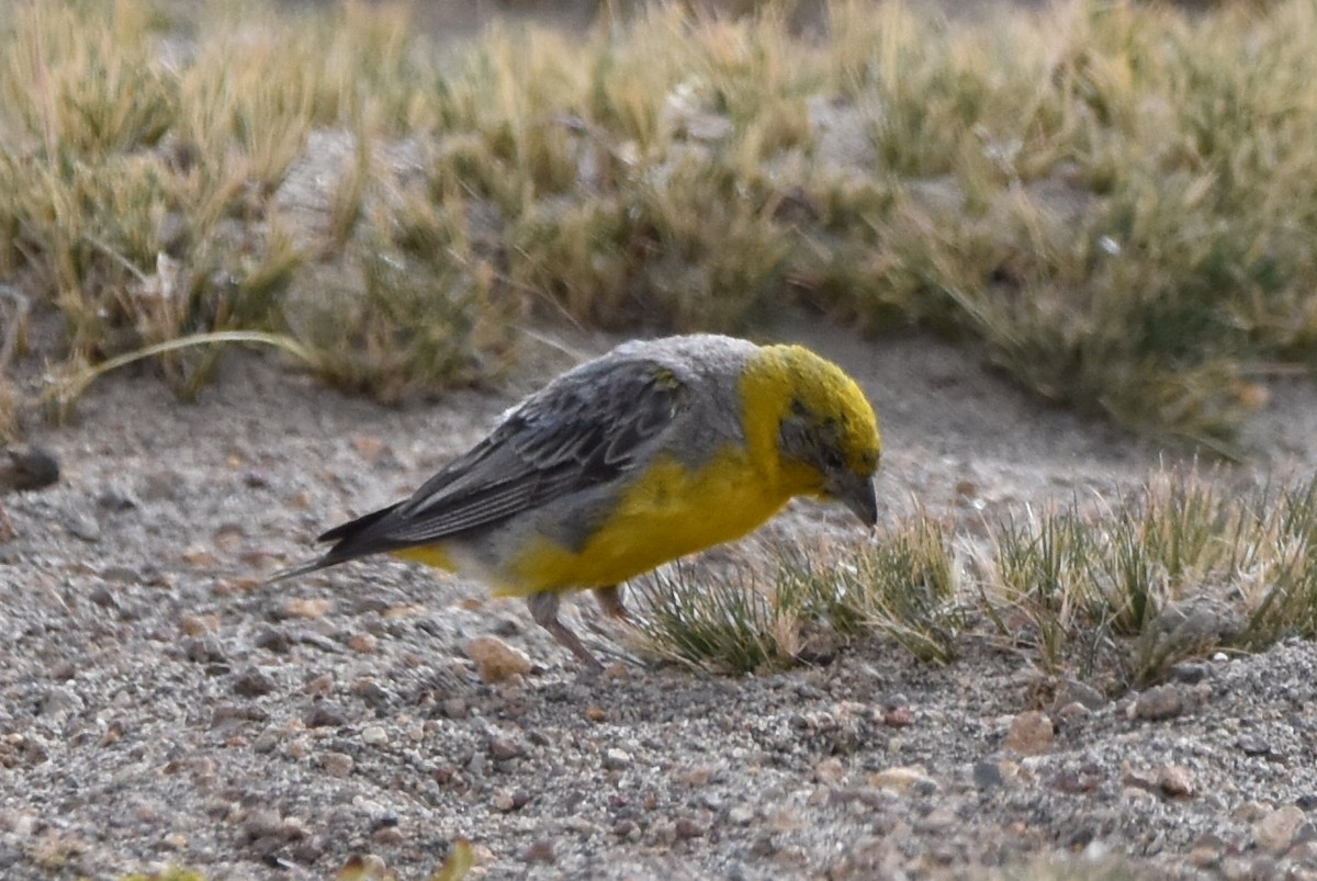 Bright-rumped Yellow-Finch - ML569566211