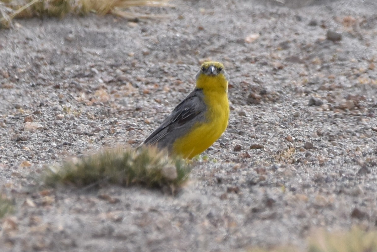 Bright-rumped Yellow-Finch - Alejandro Arana