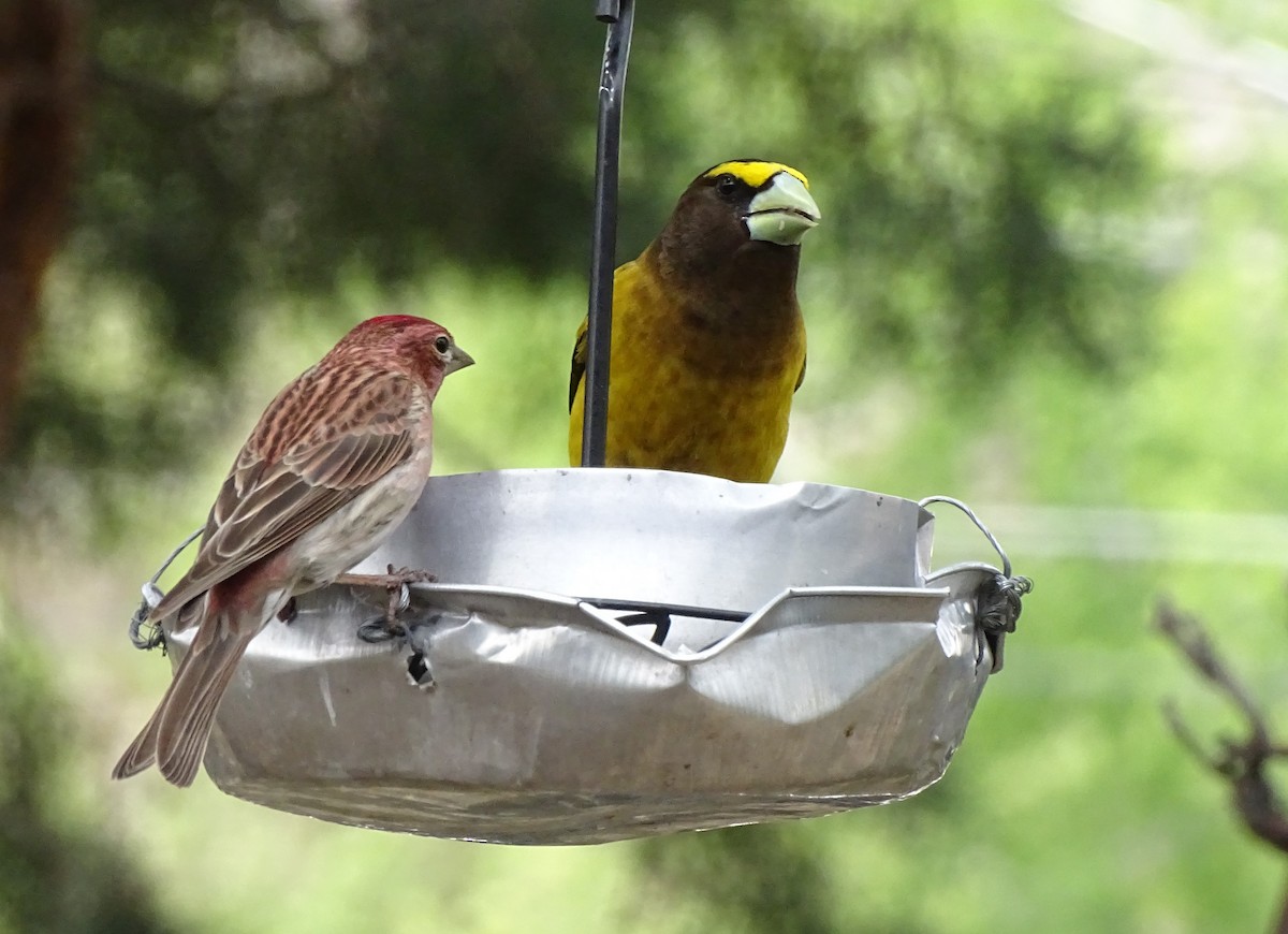 Evening Grosbeak - Nancy Overholtz