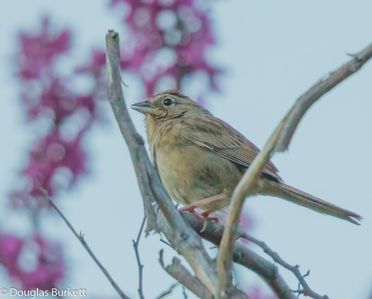 Rufous-crowned Sparrow - Douglas Burkett