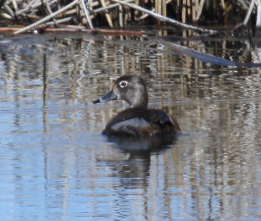 Ring-necked Duck - ML569568601