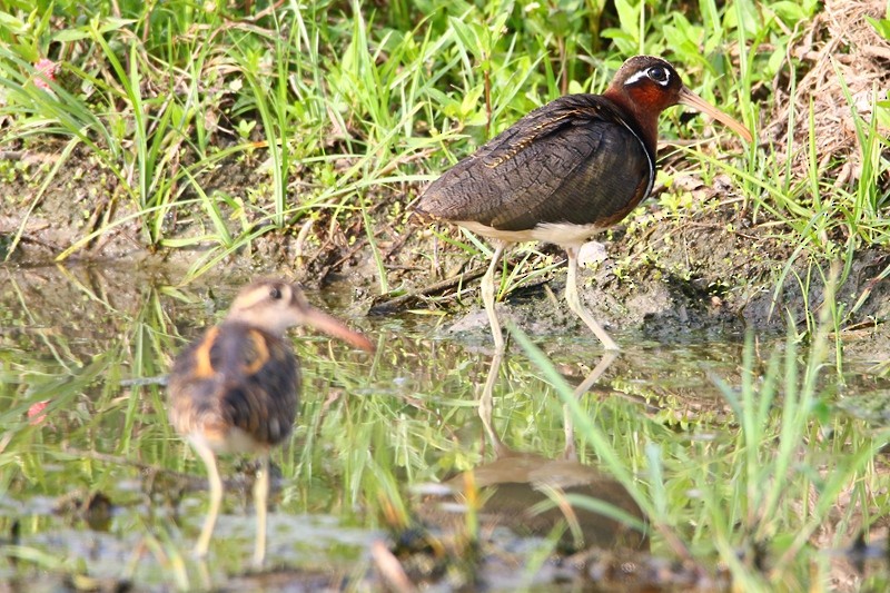 Greater Painted-Snipe - ML56956941