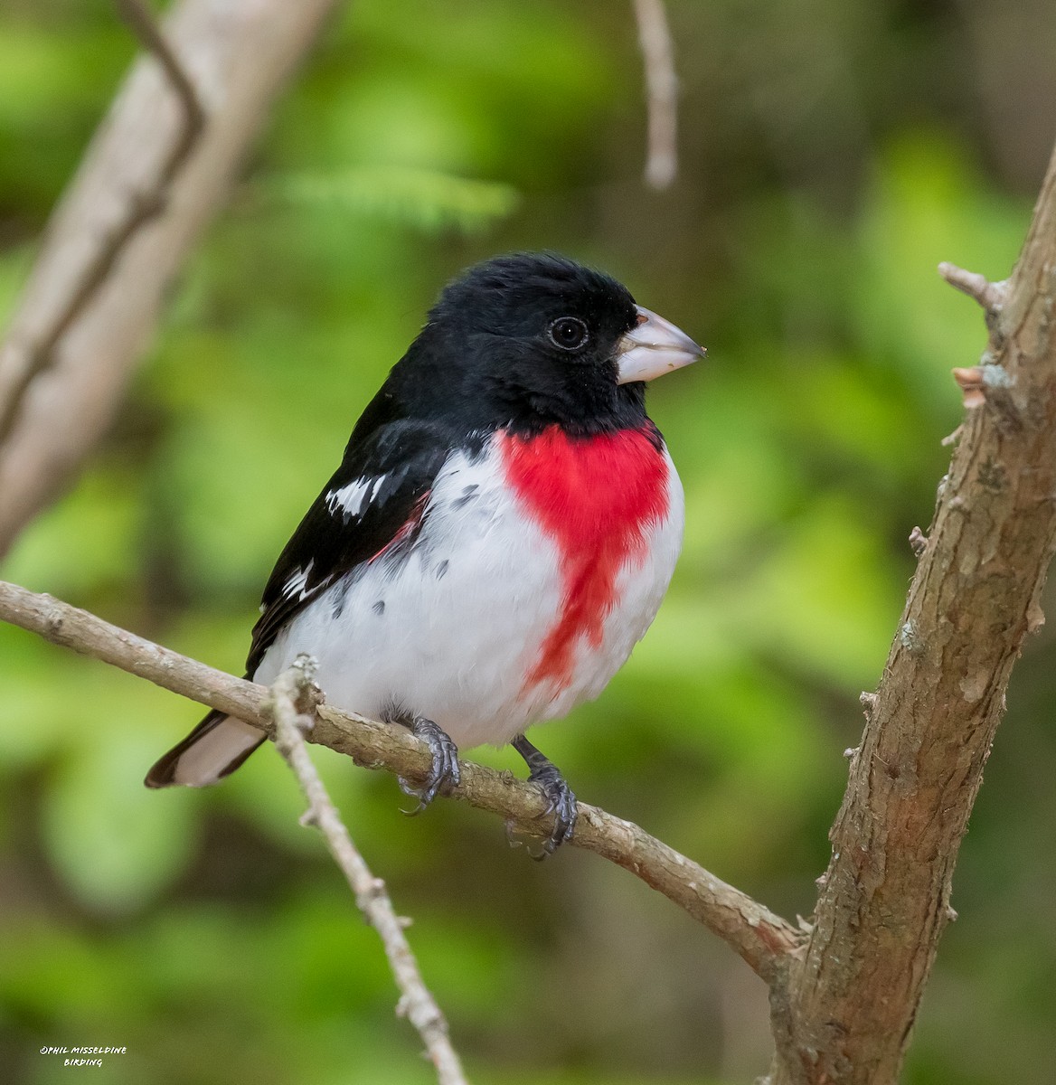 Rose-breasted Grosbeak - ML569569581