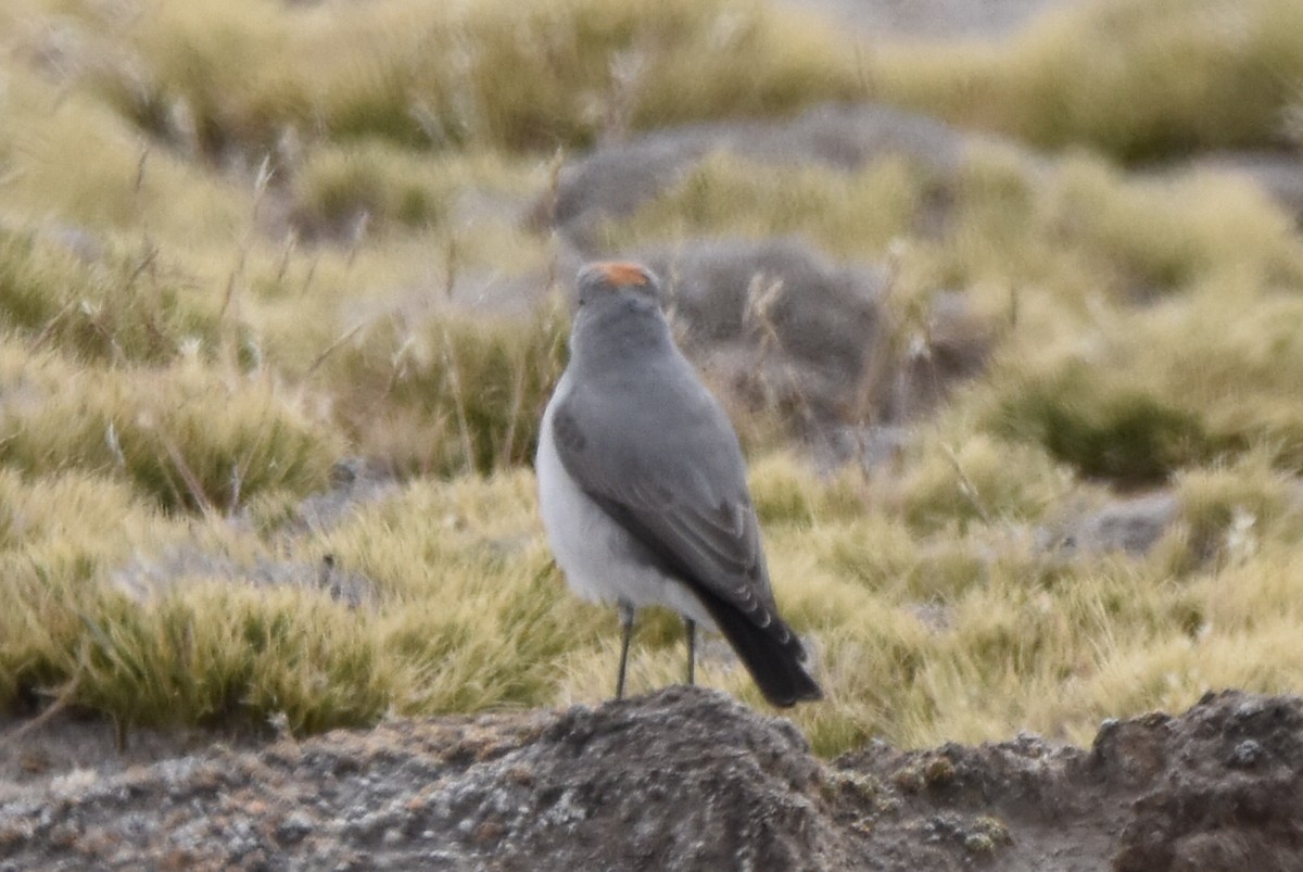 Rufous-naped Ground-Tyrant - Alejandro Arana