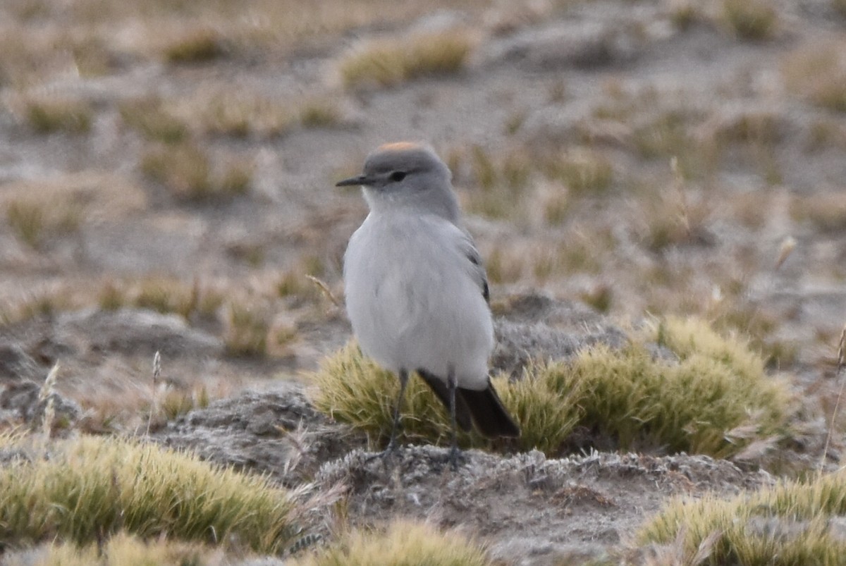 Rufous-naped Ground-Tyrant - ML569569941