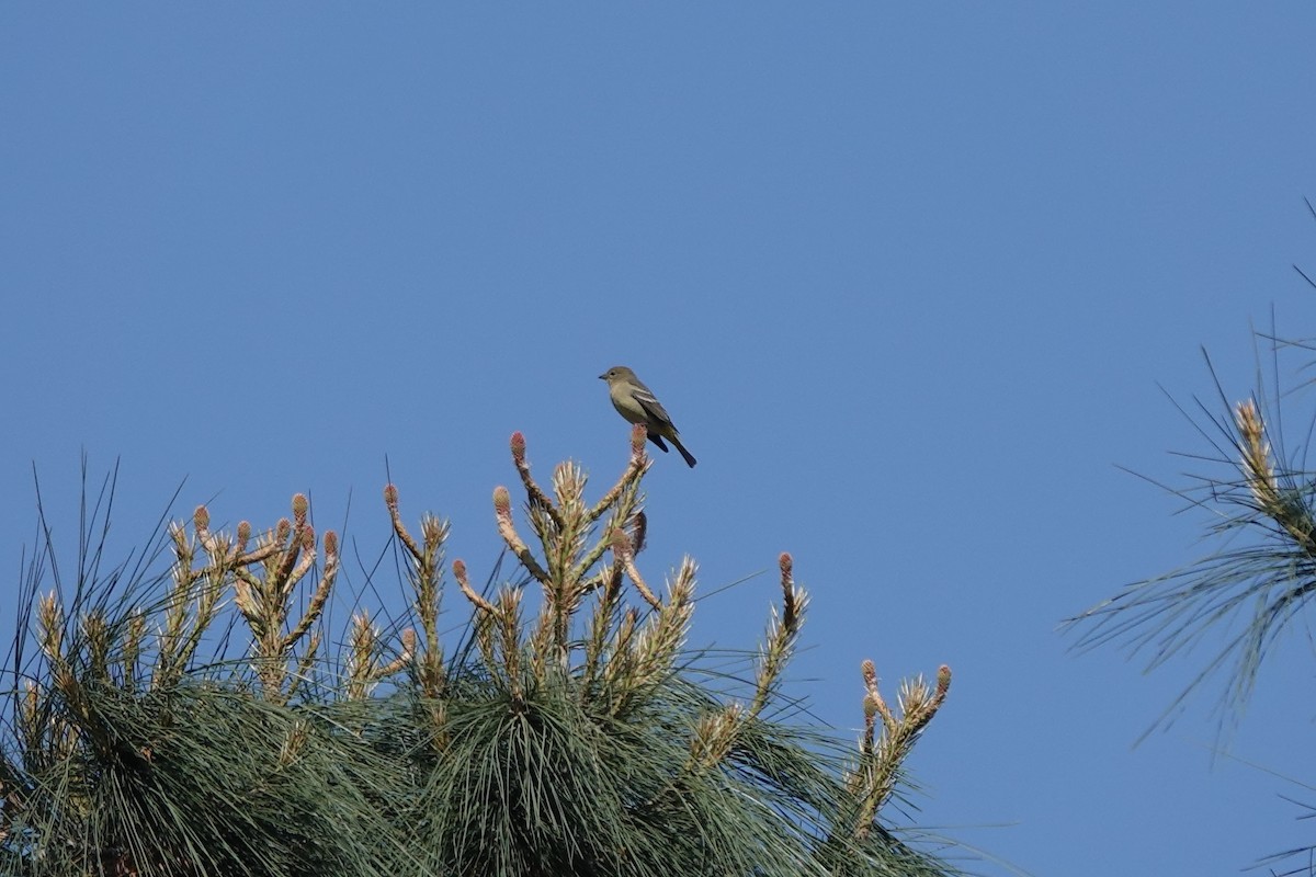 Western Tanager - ML569570981