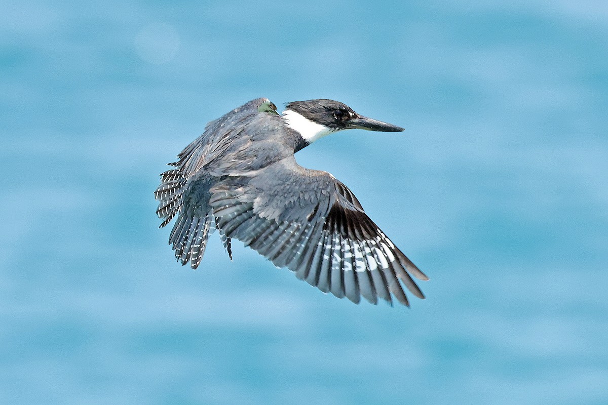 Belted Kingfisher - David McQuade