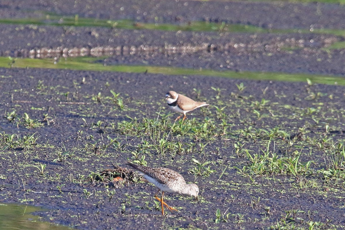 Semipalmated Plover - John Skene