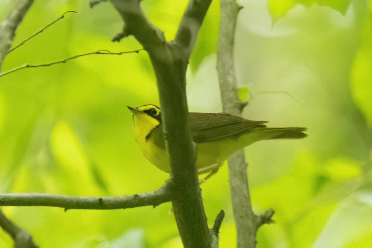 Kentucky Warbler - Kent Fiala