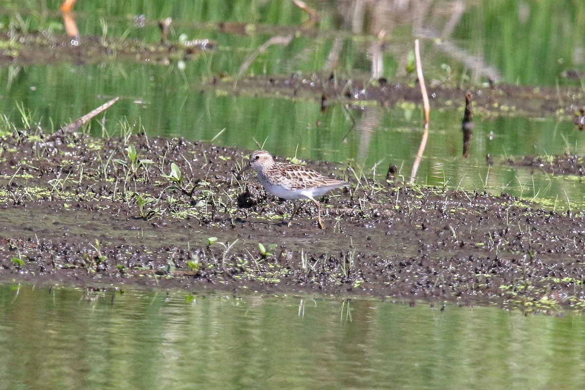 Least Sandpiper - ML569572511