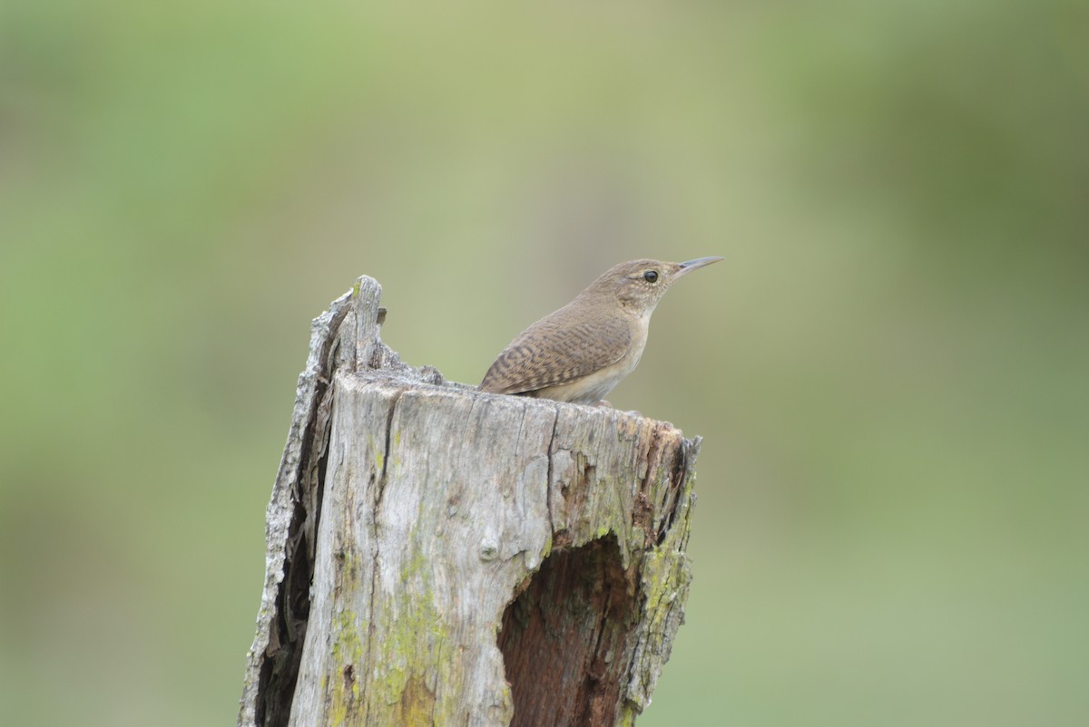 House Wren - ML569574701