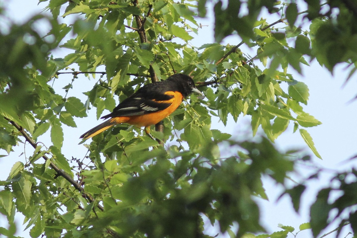 Oriole de Baltimore - ML569574861